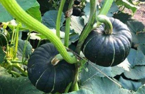 网红小鱼棠最新吃瓜,揭秘娱乐圈幕后真相